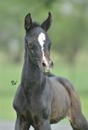 Nabilah Fantasia x Marzoukh KH filly 2012