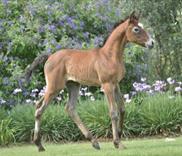 Gulilah Sabaha x Nabilah Nahd filly 2012