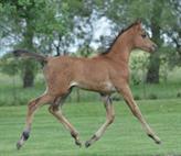 Gulilah Rayahin x Marzoukh filly 2012